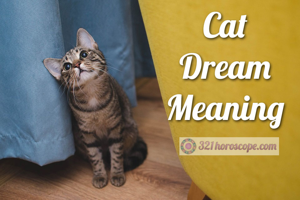 Cat Dream Meaning What Does Dreaming About Cat Mean?