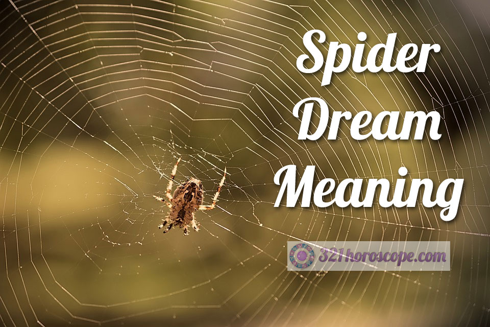 Spider Dream Meaning - What Does Dreaming About Spider Mean?